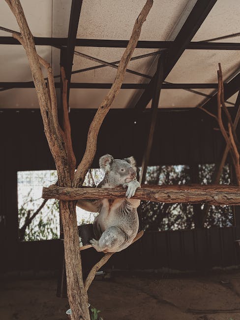 Koala Bear on a Tree Branch  by Valeriia Miller